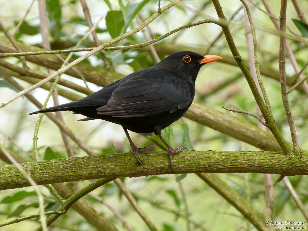 Common Blackbird