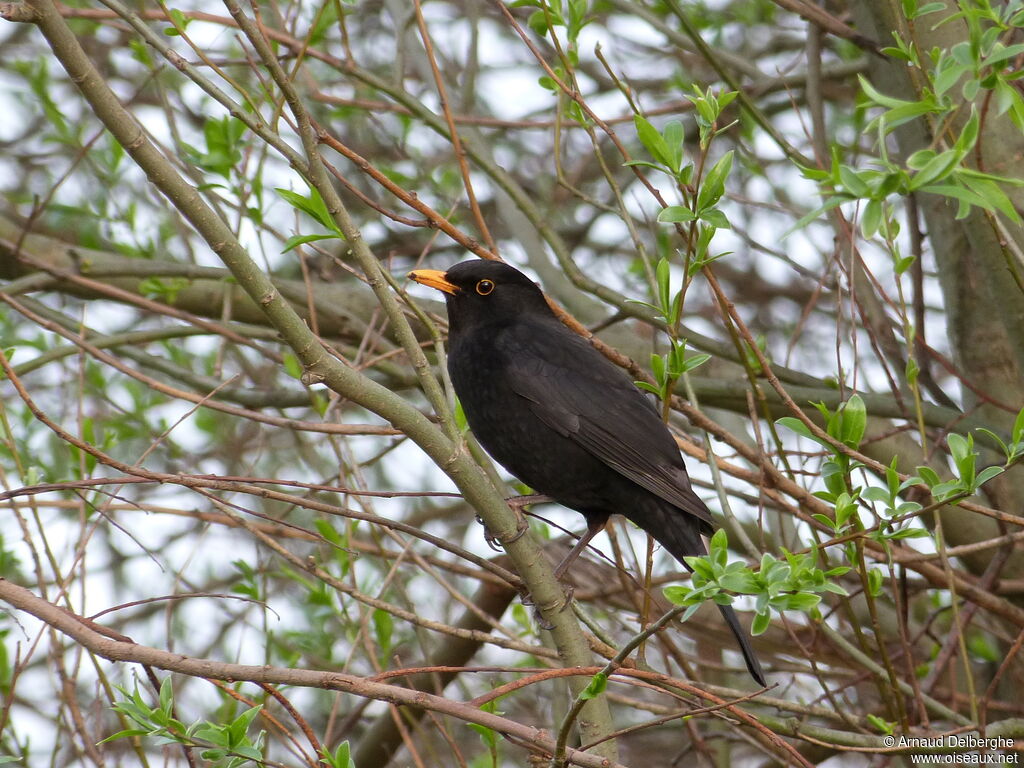 Common Blackbird