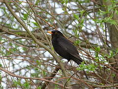 Common Blackbird