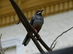 Red-legged Thrush