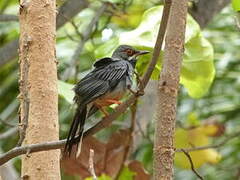 Red-legged Thrush