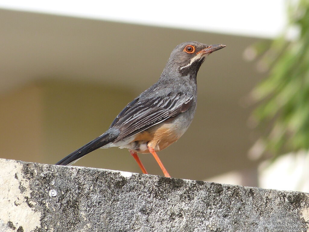 Red-legged Thrush