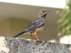 Red-legged Thrush