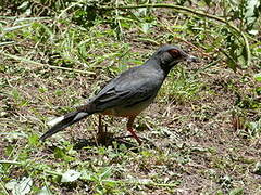 Red-legged Thrush