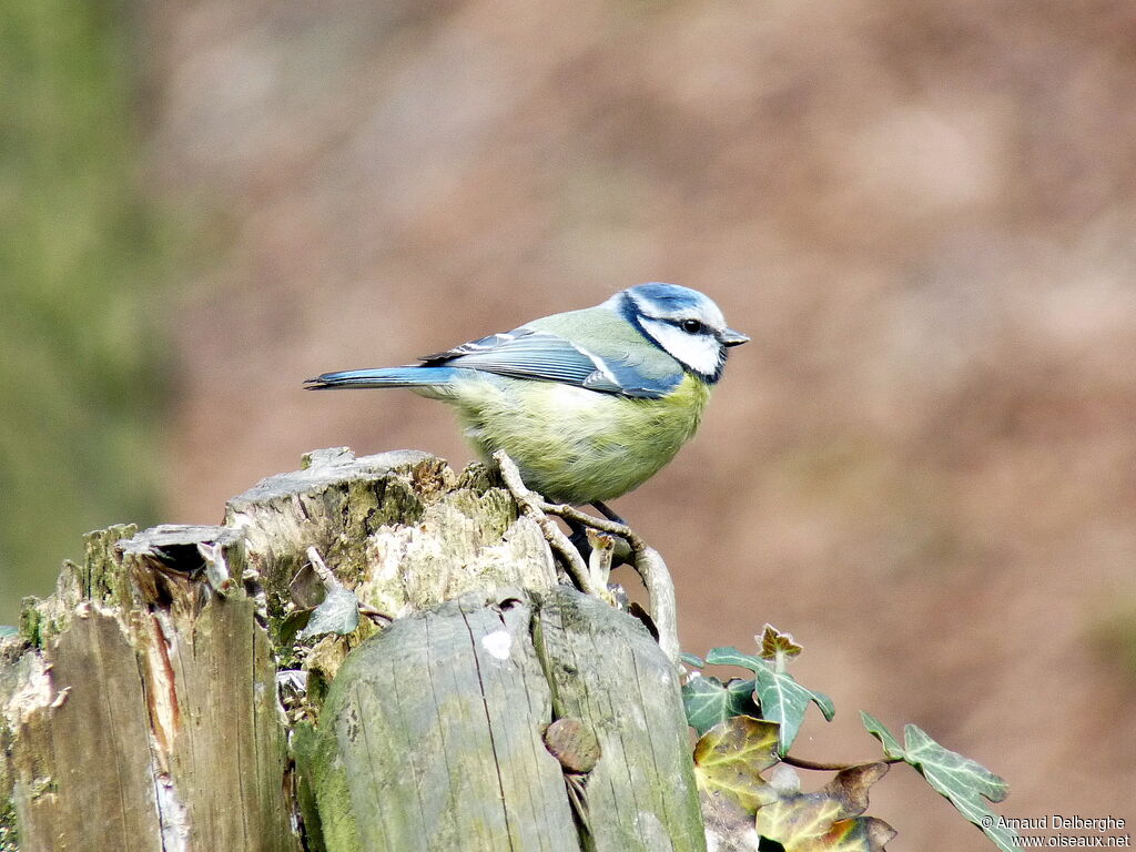 Eurasian Blue Tit