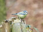 Mésange bleue