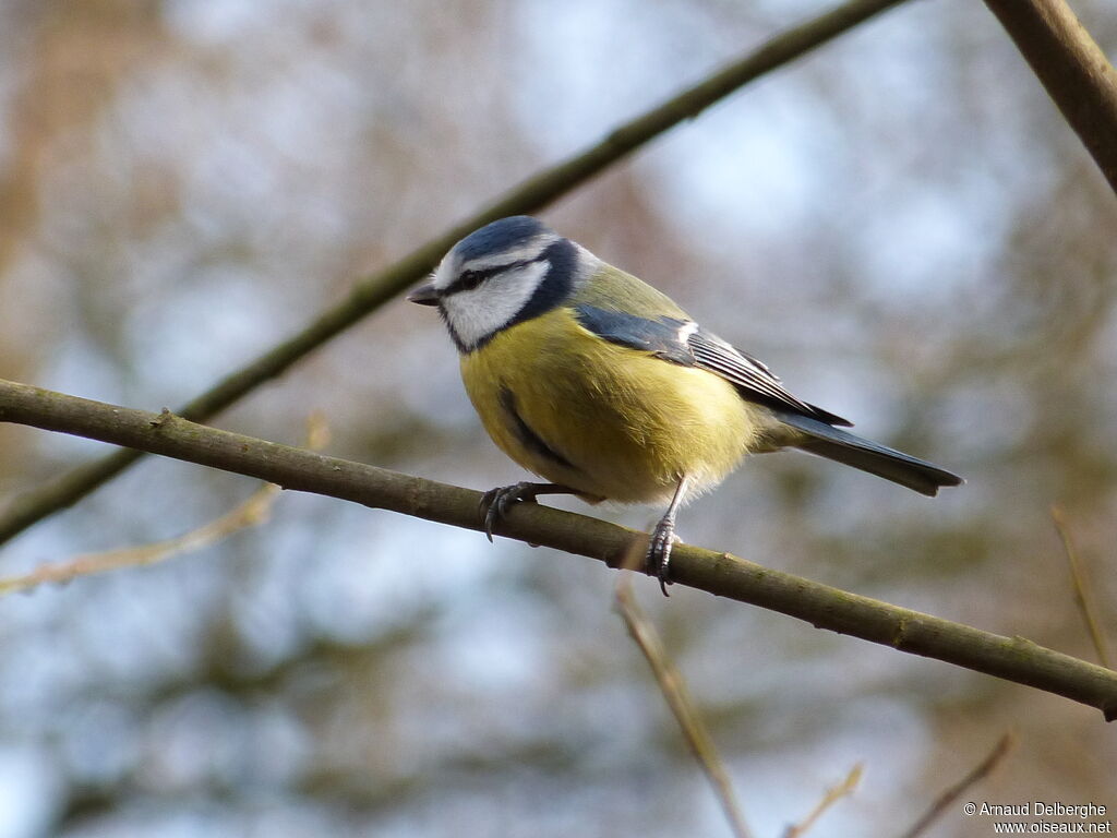 Eurasian Blue Tit