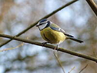 Mésange bleue