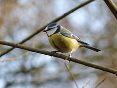 Mésange bleue