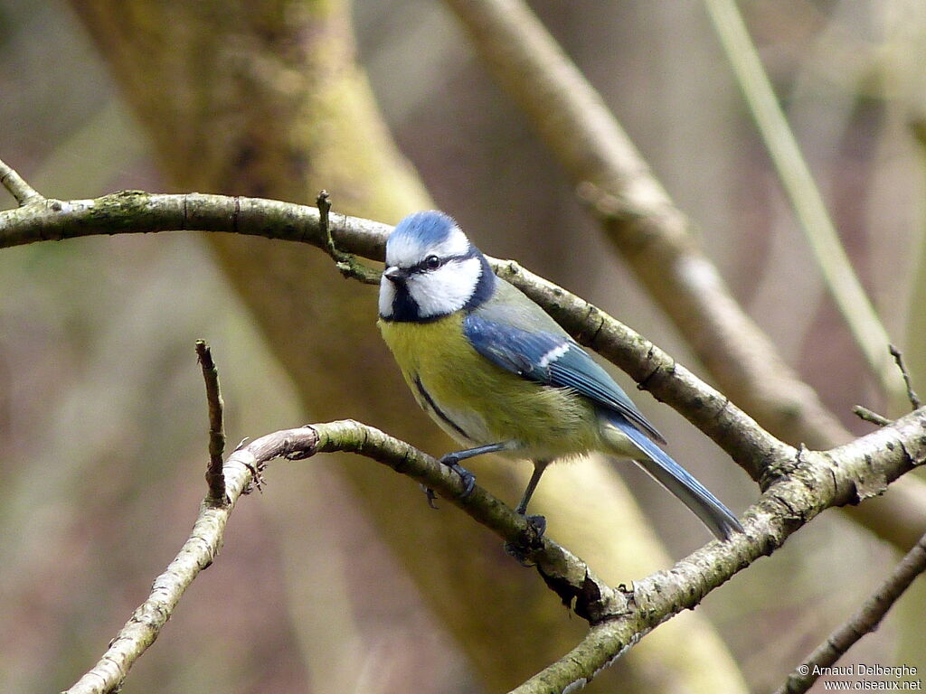 Eurasian Blue Tit