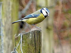 Mésange bleue