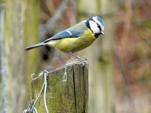 Mésange bleue