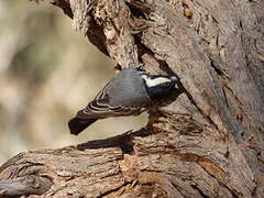 Ashy Tit