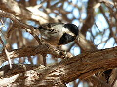 Mésange cendrée