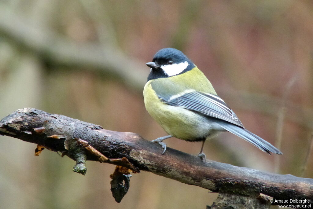 Mésange charbonnière