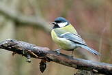 Mésange charbonnière