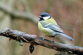 Great Tit