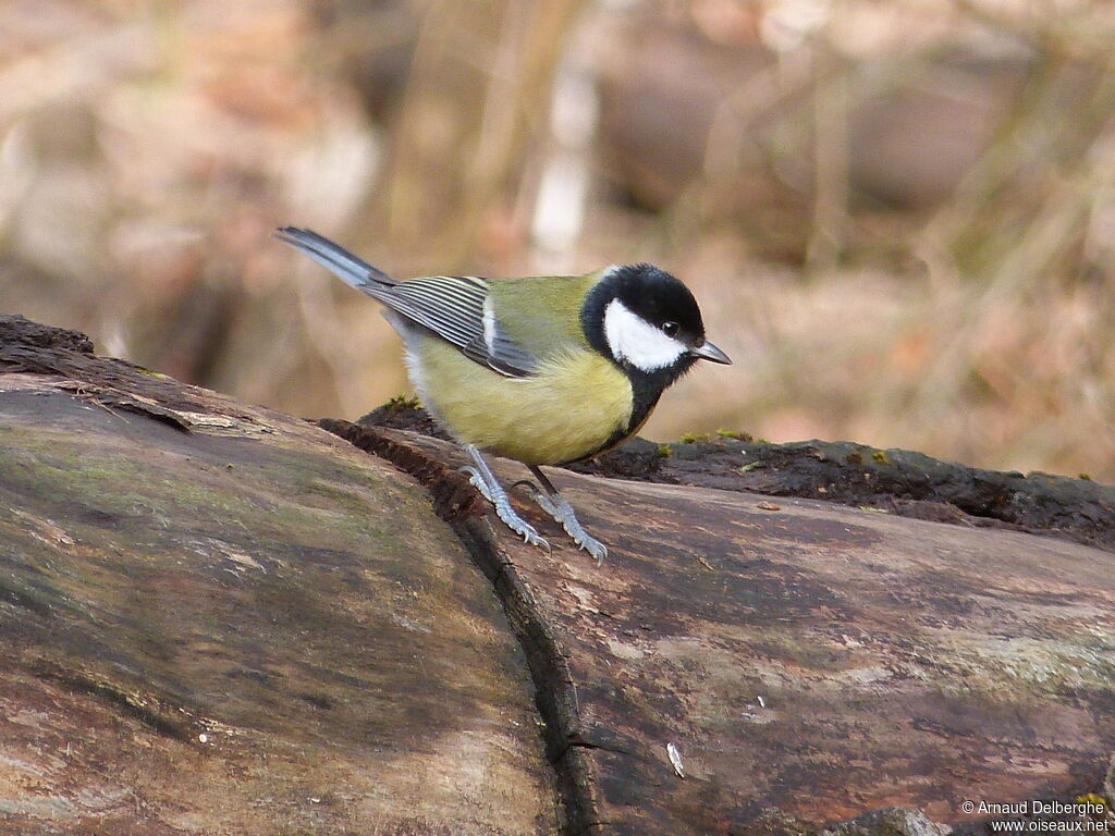 Great Tit