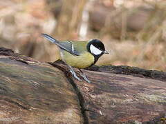 Mésange charbonnière