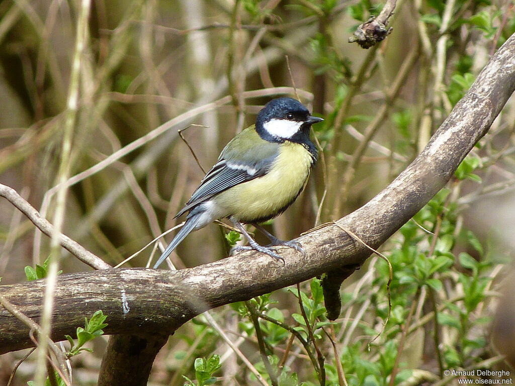 Mésange charbonnière