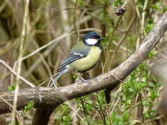 Great Tit