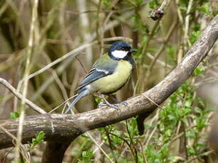 Mésange charbonnière