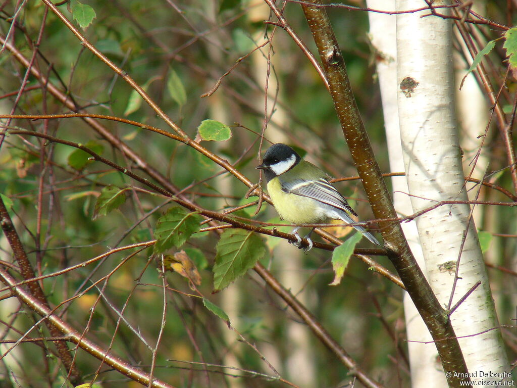 Mésange charbonnière