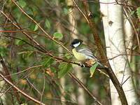 Mésange charbonnière