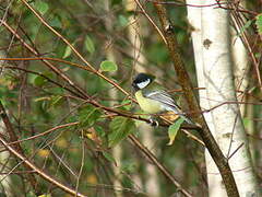 Great Tit