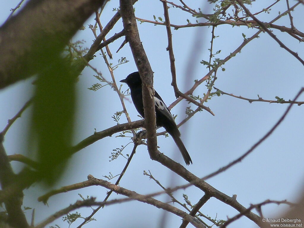 Carp's Tit