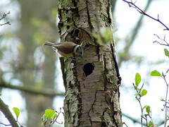 Mésange huppée