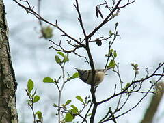 European Crested Tit