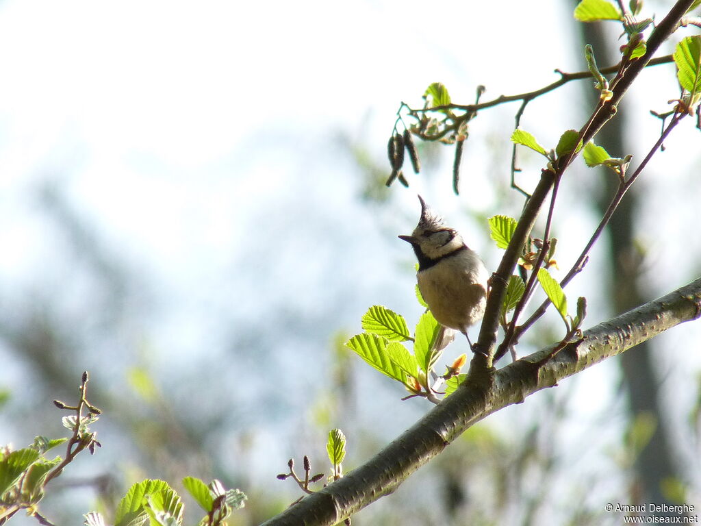 Mésange huppée