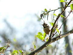 Crested Tit