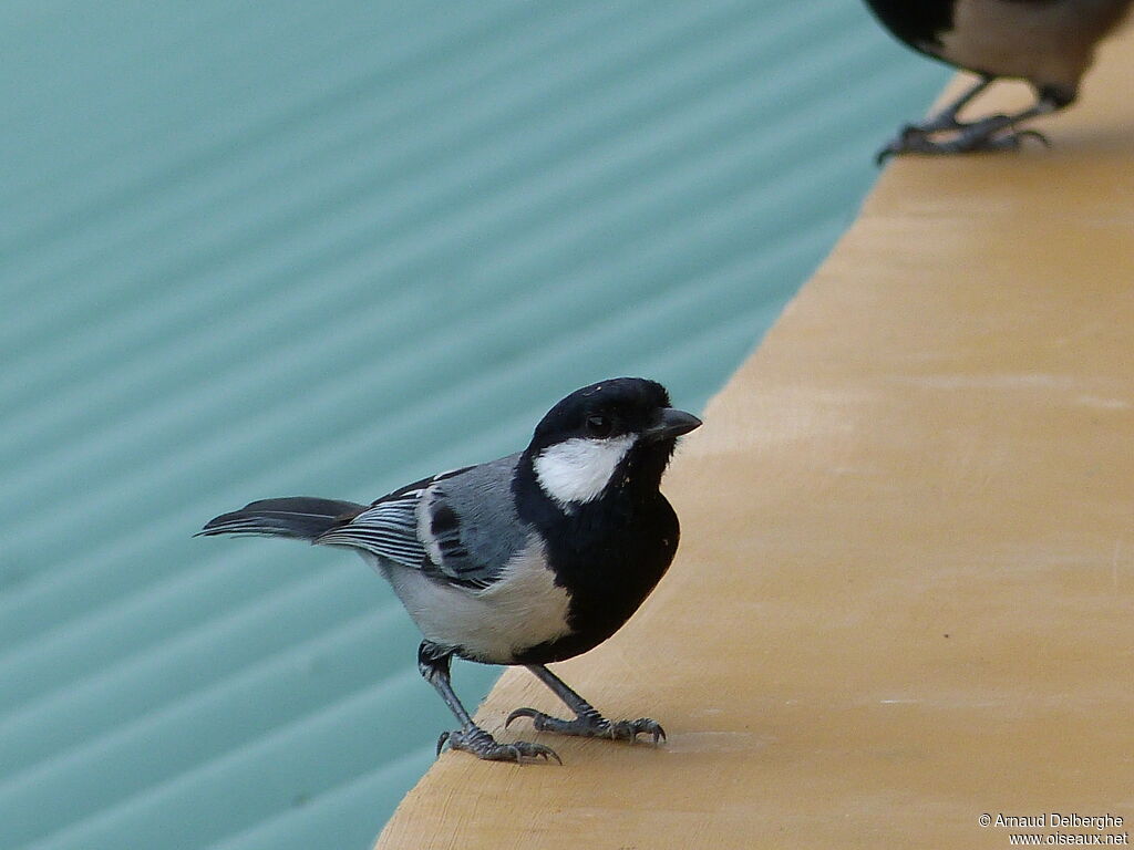 Mésange indienne