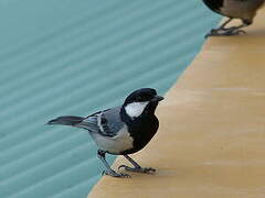 Cinereous Tit