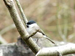 Marsh Tit