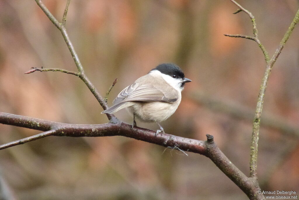 Marsh Tit