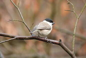 Mésange nonnette