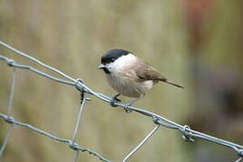 Marsh Tit