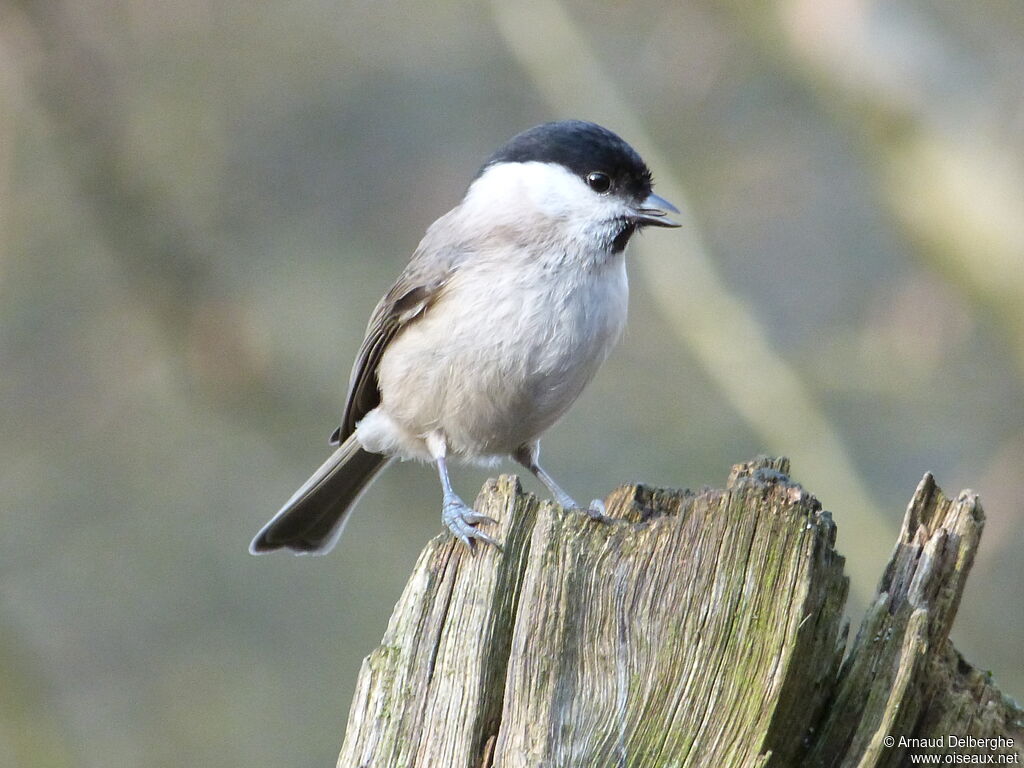 Mésange nonnette