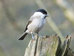 Marsh Tit