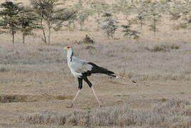 Secretarybird