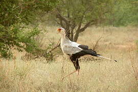 Secretarybird