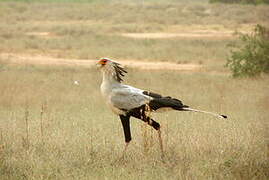 Secretarybird