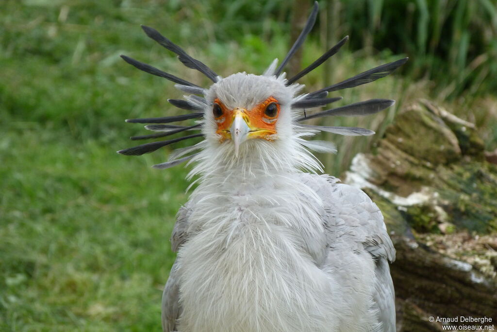 Secretarybird