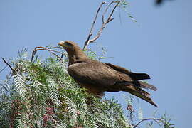 Yellow-billed Kite