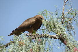 Yellow-billed Kite