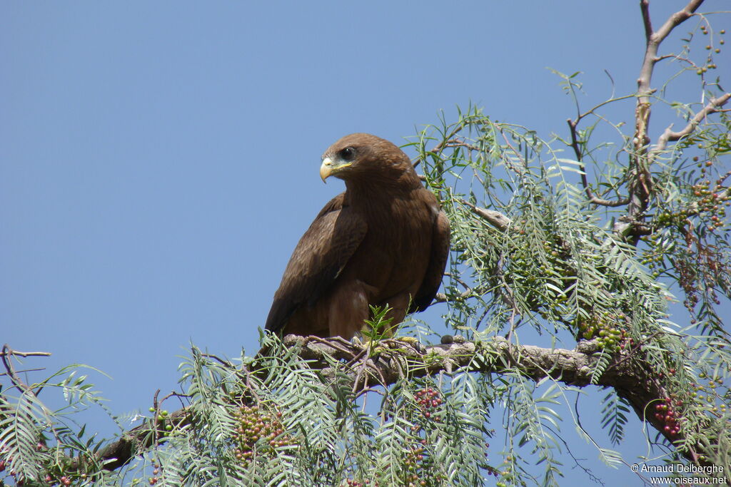 Yellow-billed Kite