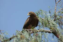 Yellow-billed Kite